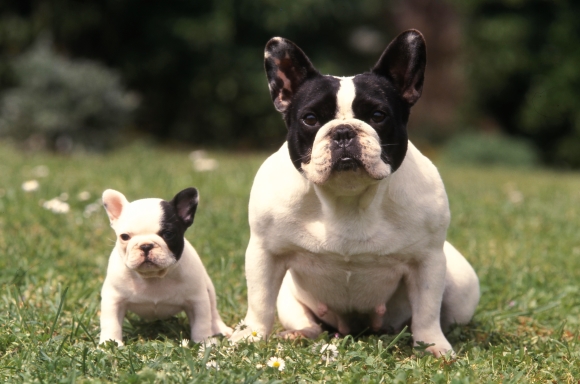 gayle, baker, dog, breeder, mom, french, bulldog, puppies, for, sale, minneapolis, ks, kansas, gayle-baker, dog-breeder, dogbreeder, kennel